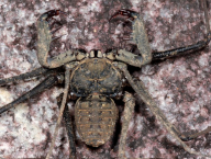 Whip spider (Amblypygi; French Guiana)